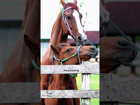 Petir mbb #horse #shorts #fyp thumbnail