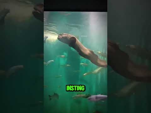 Berani Masukkan Tangan ke Kolam Ini ⁉️😲 thumbnail