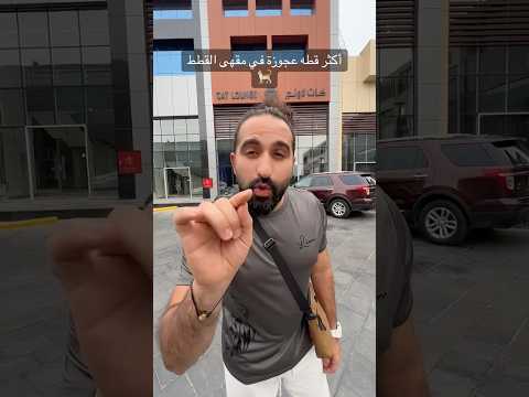 أكثر قطه عجوزه في مقهى القطط thumbnail