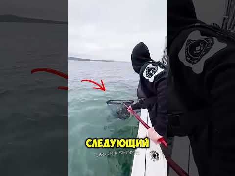 Он думал, что поймал рыбу, но это было другое существо ! thumbnail