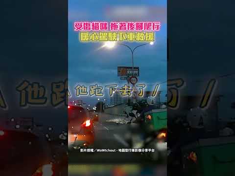 受傷貓咪 拖著後腳爬行 暖心駕駛下車救援 #shorts #汽車 #貓咪 #救援 #暖心 #駕駛 #行車紀錄器 #WoWtchout @ChinaTimes thumbnail