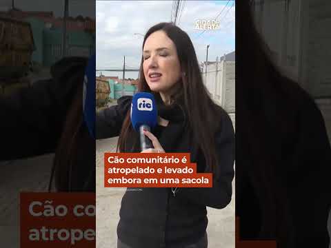 Cão comunitário é atropelado e levado embora em uma sacola #Shorts #CidadeAlerta thumbnail