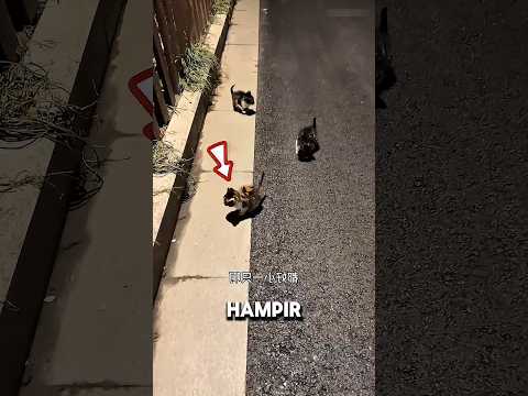 Pria Baik ini Bagai Malaikat Penolong Karena Menyelamatkan Nyawa 3 Kucing yang Kedinginan! thumbnail