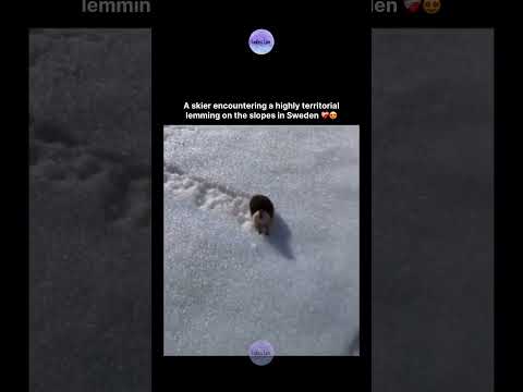 A skier encountering a highly territorial lemming on the slopes in Sweden 🤲 thumbnail
