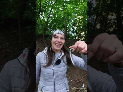 Marioara caută AUR dar gaseste ARGINT #funny #amuzant #comedy #nature #gold #silver thumbnail