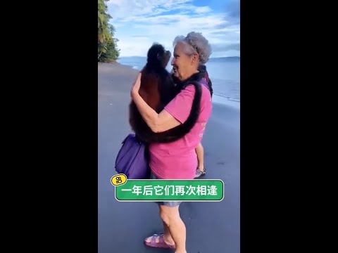 #不能忘記你的背影 #玩賺音樂計劃 一年後老奶奶和曾經救助過的蜘蛛猴再次相逢 #老鐵家的毛孩子 #感人一幕  @快手寵物(O3xdzi7gzwye5gsa) @快手熱點(O3xddgkd5fav5i thumbnail