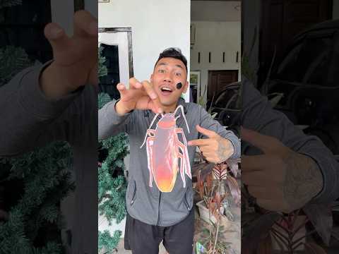kalau jadi kuda lumping boleh thumbnail