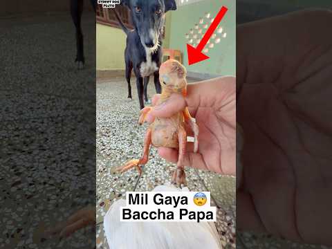 Baccha ke papa Mil Gaye ? thumbnail