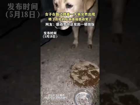 🇨🇳 街头偶遇流浪大狗，女子施舍食物令其感动落泪 🇬🇧 Stranded Dog Weeps with Joy After Being Fed by Kind Woman thumbnail