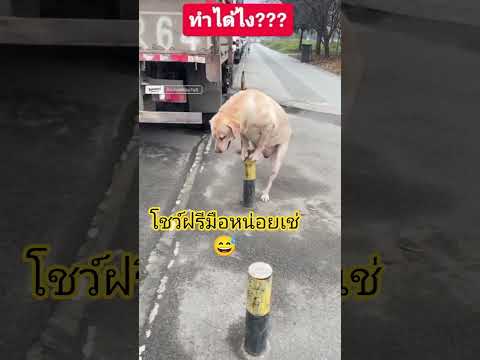 ฝีมือชั้นเลิศ? #555 #funny #lifeisbutadream #หมาตลก #หมาน่ารัก thumbnail