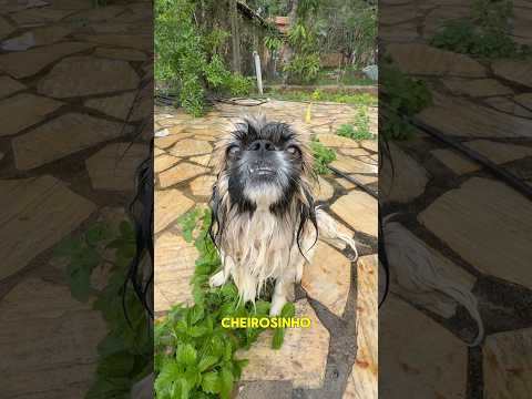 ELE NÃO GOSTA DO CACHORRO #shorts thumbnail