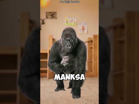 „Gorylica nauczyła się języka migowego… a potem opłakiwała swojego kota ??” thumbnail