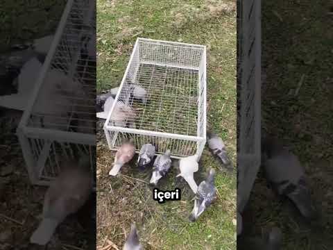 Bu Kız Civcivleri Kediden Kurtardı 😱🐤 thumbnail
