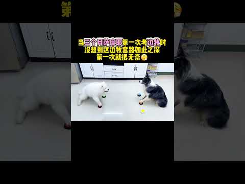 当三个月萨摩耶第一次考边牧考官时～ #边牧 #萨摩耶 #萌宠 thumbnail