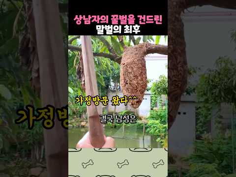 상남자의 꿀벌을 건드린 말벌 thumbnail