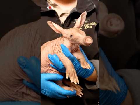 Aardvarkentje Womble krijgt de fles  thumbnail