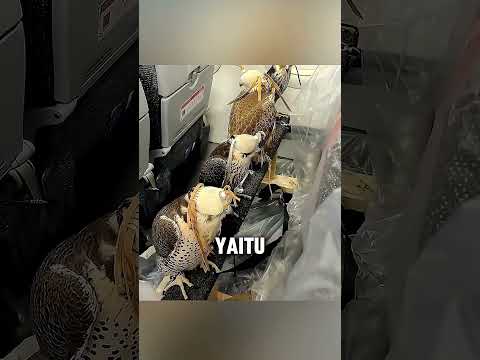 Burung naik pesawat ⁉️ thumbnail