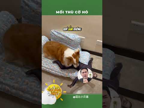 Mối thù của con cờ hó thumbnail