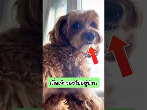 เมื่อเจ้าของไม่อยู่บ้าน เจ้าสุนัขก็จัดปาร์ตี้ฉลองกับเพื่อนๆตุ๊กตา แต่จู่ๆเจ้าของก็กลับมา #dog #หมา thumbnail