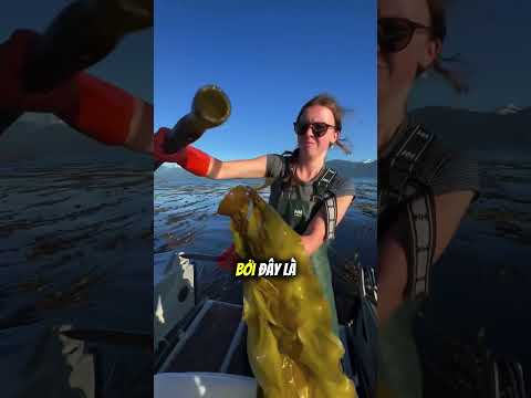 Bí mật phía sau nghề săn rong biển khổng lồ dưới nước 😳 thumbnail
