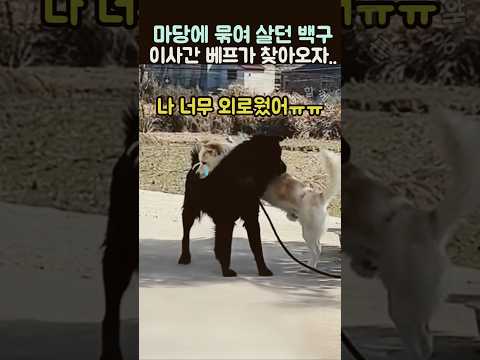 마당에 묶여 살던 백구.. 이사간 베프가 찾아오자 보인 감동 반응 thumbnail