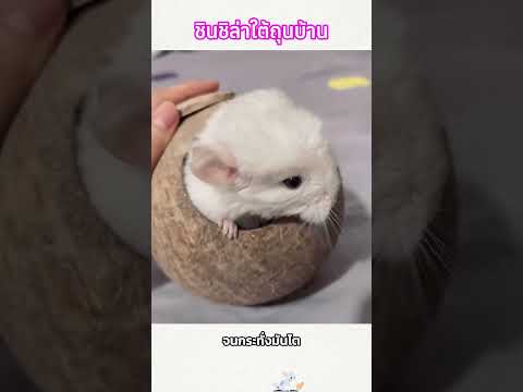 ชินชิล่าใต้ถุนบ้าน #shorts  #อาหารสมอง thumbnail