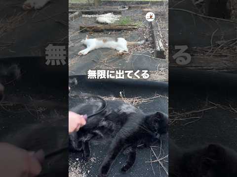 黒猫さんから無限に白い毛が出てくる｜PECO thumbnail