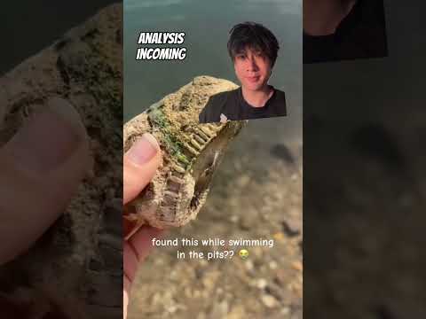 Fossil identification thumbnail