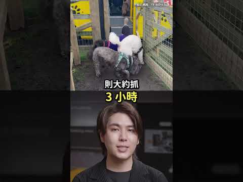 英國「狗狗校車巴士」營運中！大受飼主好評一位難求！😍｜志祺七七 Shorts #shasha thumbnail