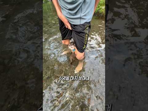 수달은 사실 물이 무섭습니다.. thumbnail