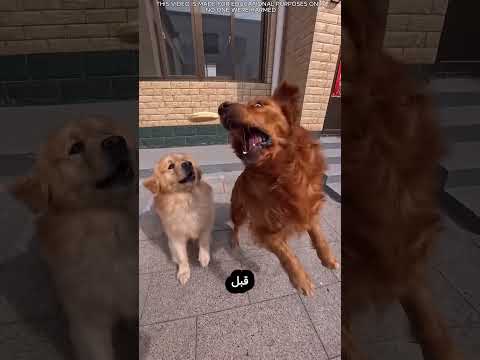 من لم يعمل بجد، فاز. thumbnail