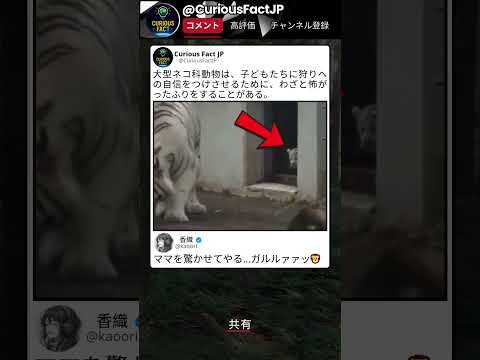 この「ガルルァッ」でママが下がるの可愛い ? thumbnail