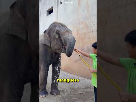 Nunca Cometas Este Error Al Darle Agua A Un Elefante ? thumbnail