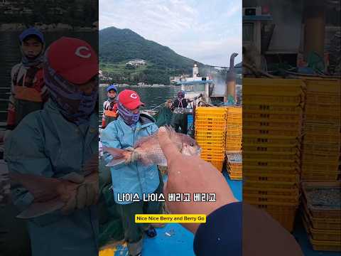 10만윈에 나간 돼지 참돔 #남해 #활어 #택배 #자연산 #미녀 #낚시 thumbnail