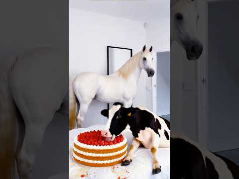 Marvelous Dancing Polish Cow funny horse strawberry asmr cow dance Cow Videos animal funny video thumbnail