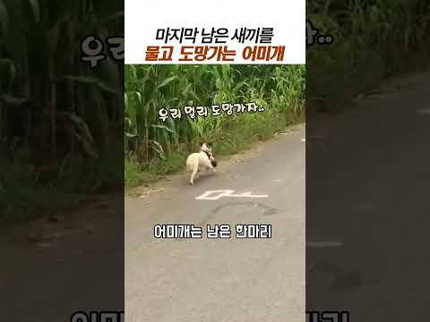 마지막 남은 새끼를 지키려는 어미개#어미개모성#강아지입양 thumbnail