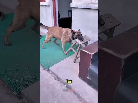 Este perrito hizo algo tan inteligente que sorprendió a todos thumbnail