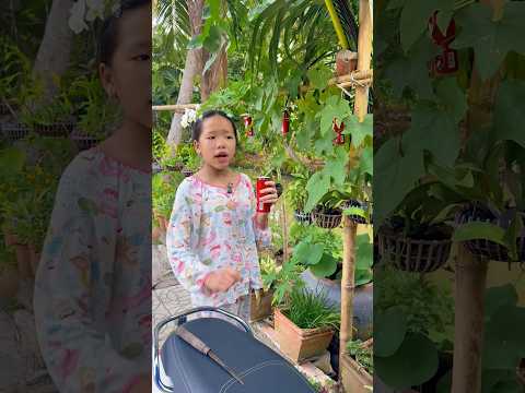 Trái cây nhà ngoại/kỳ kỳ tv & Family #shortvideo thumbnail