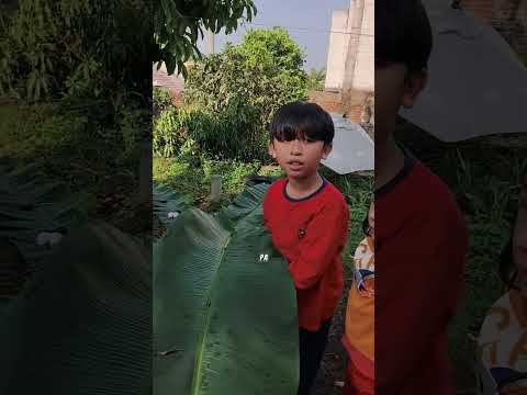 Mama Kaget Ada Semut D Daun Pisang Yg Ara Bw Utk Alas Daging Kurban Bantu Papa. Goyangin Biar Pergi🌱 thumbnail