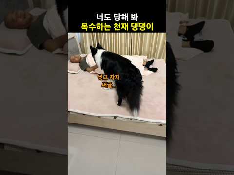 너도 당해 봐 복수하는 천재 댕댕이 thumbnail
