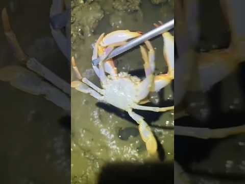“Primero un cangrejo, luego un pulpo… ¿qué está pasando en el lodo? 🦀🐙”#shorts thumbnail