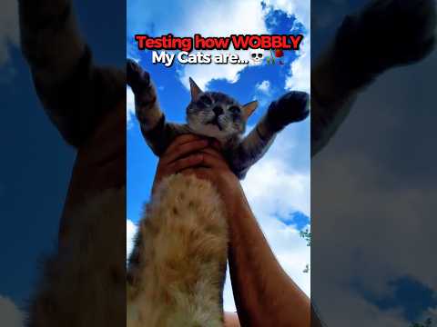TESTING my Cats WOBBLY ANIMATION thumbnail