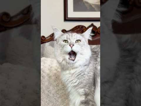 I WAS NOT EXPECTING THAT 😭😂 #mainecoon #funnyanimals #cat thumbnail