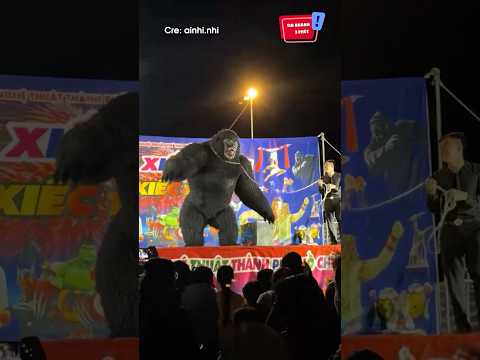 Khi KingKong biểu diễn ở bên ngoài đời thật =))) ? #shorts thumbnail