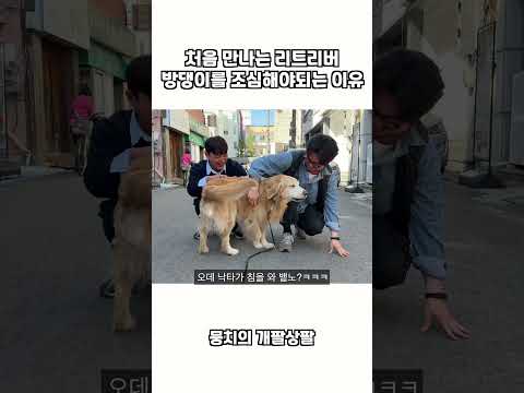 처음 만나는 리트리버 방댕이를 조심해야되는 이유 ㅋㅋㅋ thumbnail