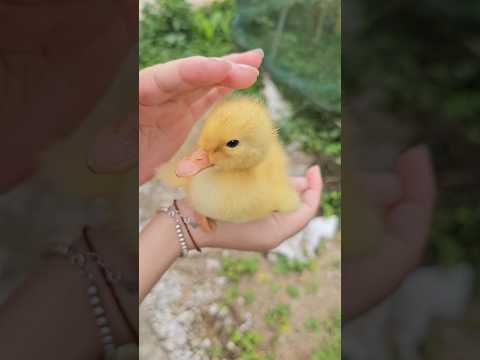 Con vịt đáng yêu thumbnail