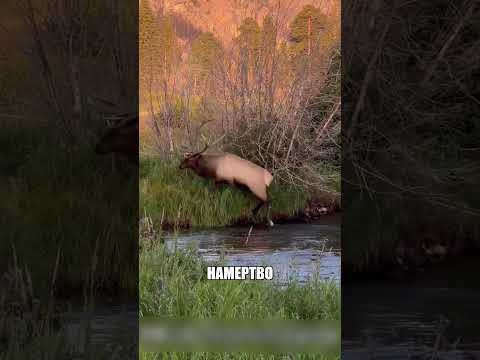 Почему ЛОСЬ бросался на машины 😱🔥🦌 thumbnail
