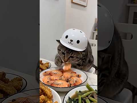 CUTE??? The intelligent cat// méo thông minh  #funny #shorts thumbnail