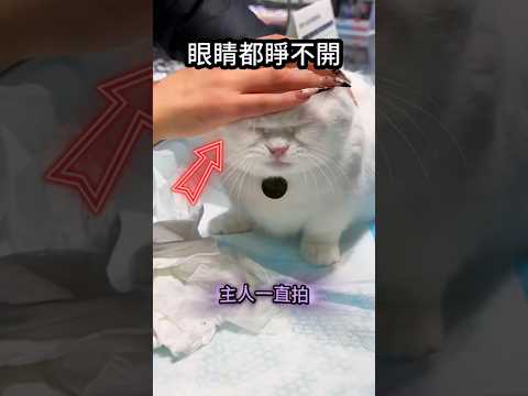 抗病的貓咪?全靠主人悉心的陪伴? thumbnail