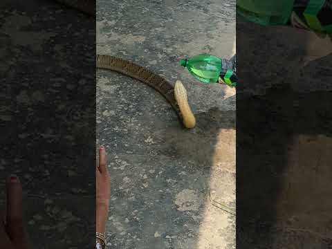 🐍 😱 King Cobra - साँप लाई पानी खुवाउँदै#viralvideo#viralshort #youtubeshorts thumbnail